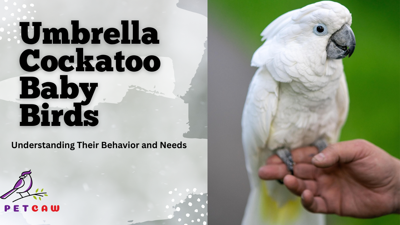 Umbrella Cockatoo