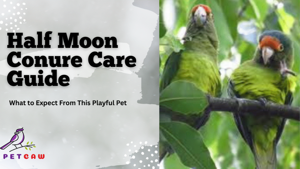 Half moon conure care guide
