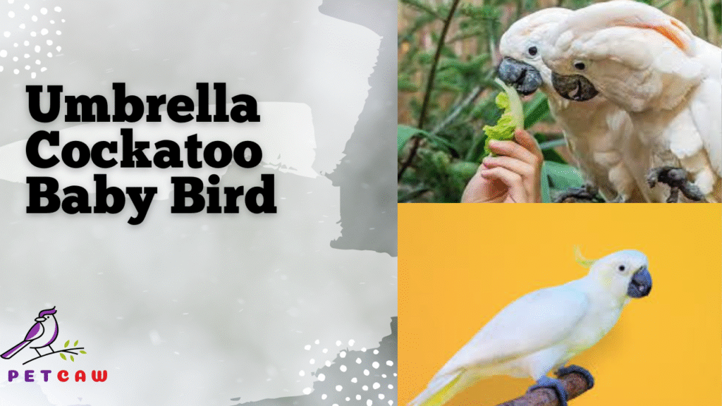 Baby Birds Umbrella Cockatoo