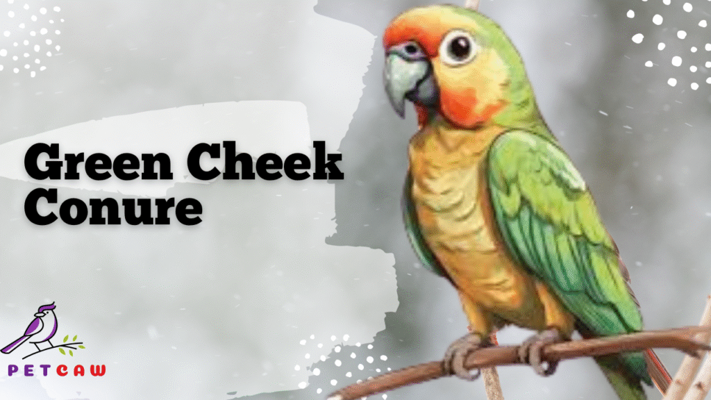 Green Cheeked Conure for Sale