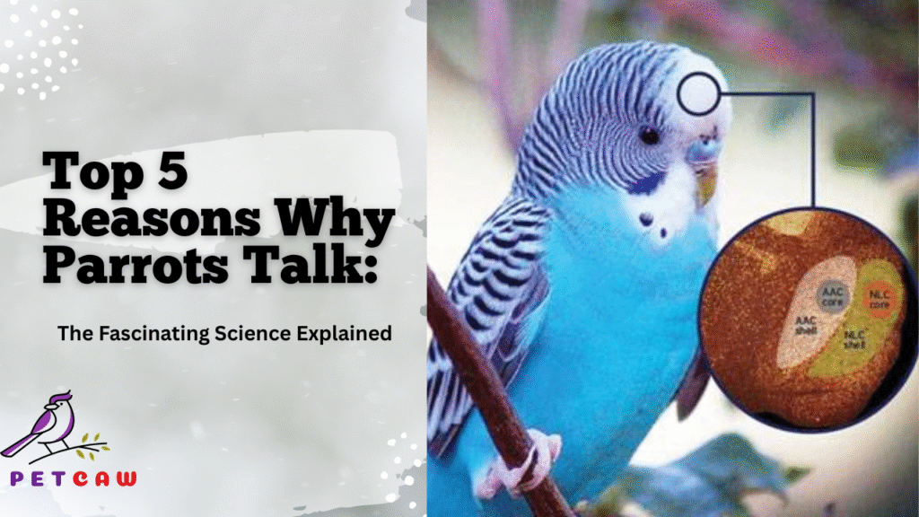 Common reasons for why parrots talk
