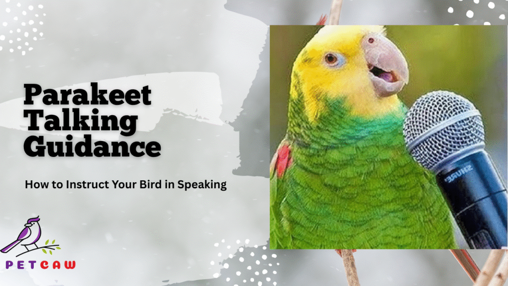 Encourage Parakeet bird to Talk