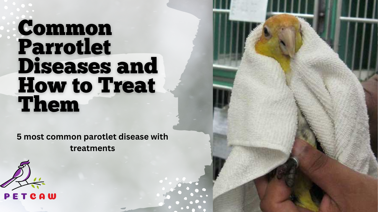 Image showcasing The 5 Most Common Parrotlet Diseases and How to Treat Them