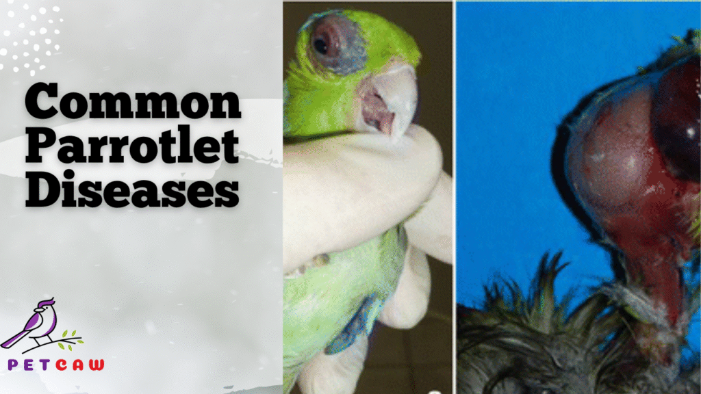 Parrotlet Diseases and its treatments