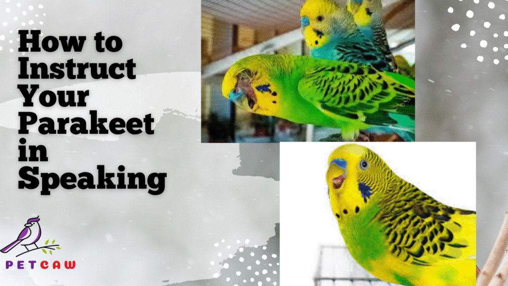 Completeguidance for Parakeet talking