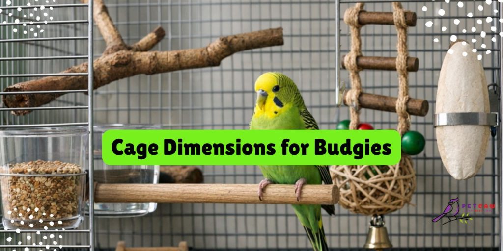 cage-dimensions-for-budgies