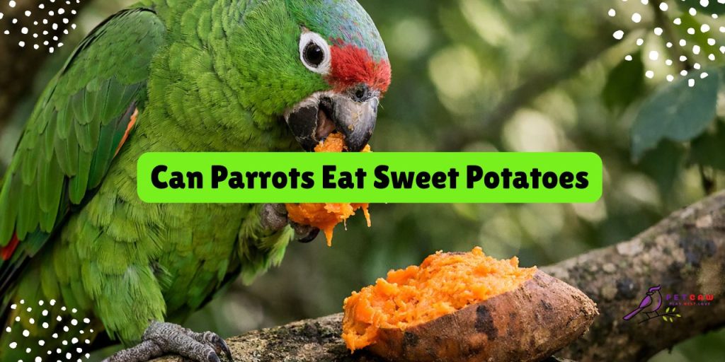 can parrots eat sweet potatoes