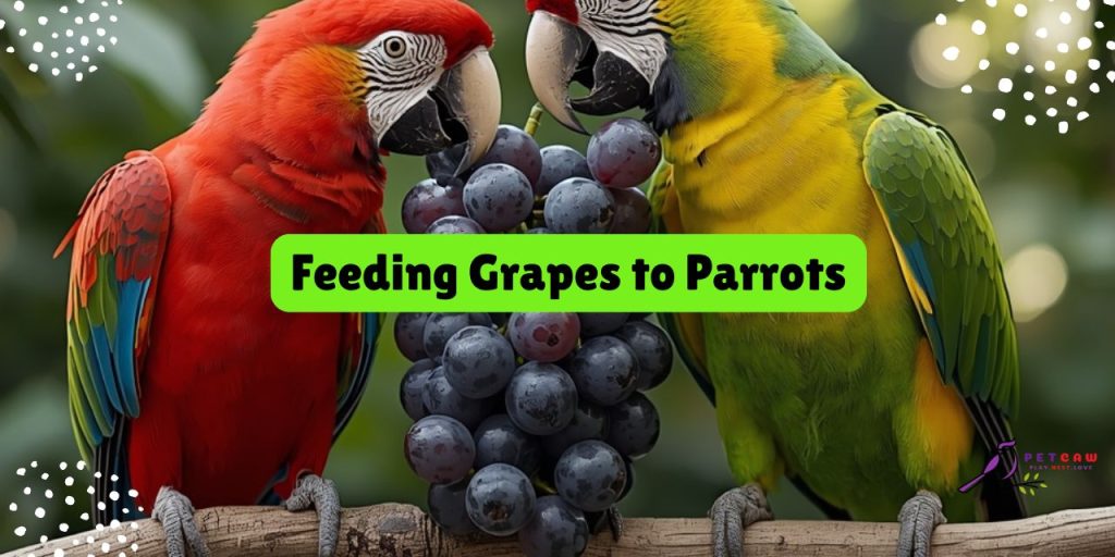feeding grapes to parrots
