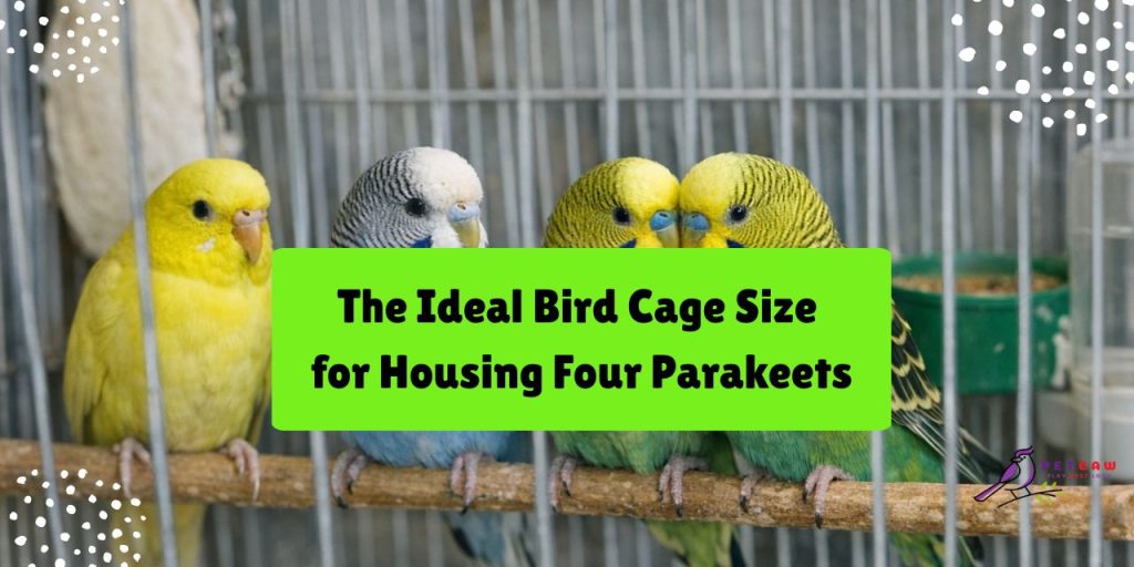 the-ideal-bird-cage-size-for-housing-four-parakeets