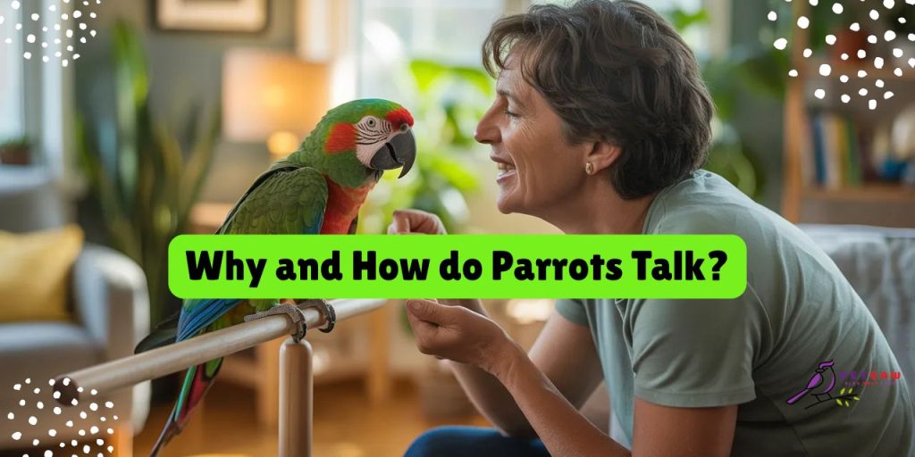 why and how do parrots talk