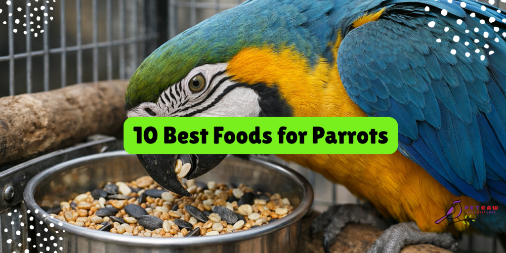 10 best foods for parrots