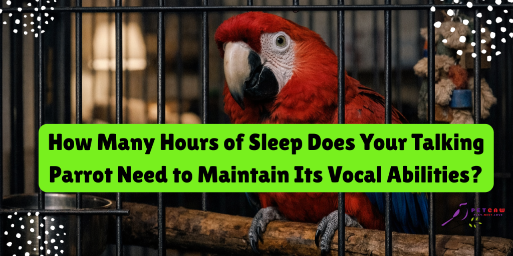 How Many Hours of Sleep Does a Parrot Need? to improve its vocal abilities