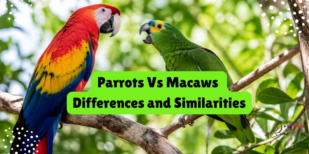 parrots vs macaws