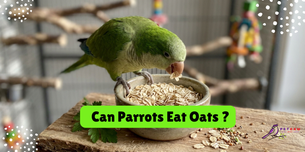 Can parrots eat oats