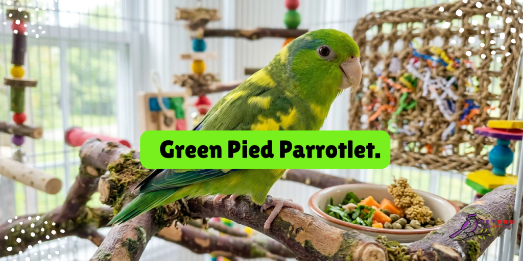 green pied parrotlet