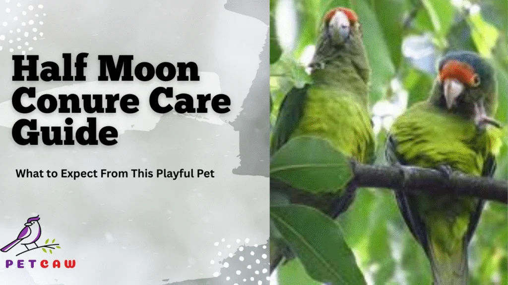 Half moon conure care guide
