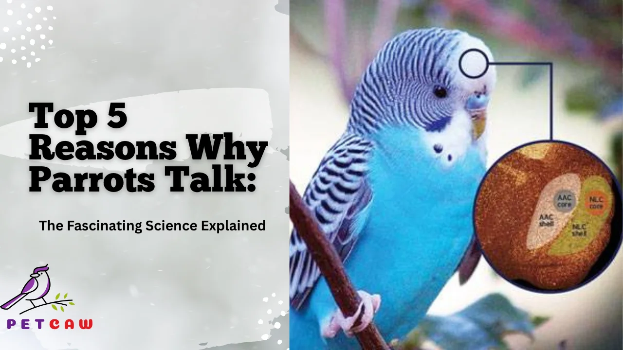Common reasons for why parrots talk