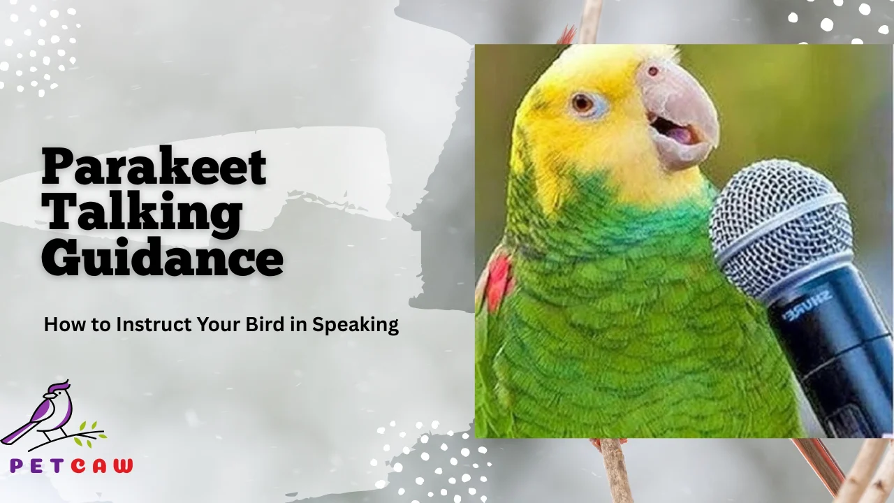 Encourage Parakeet bird to Talk