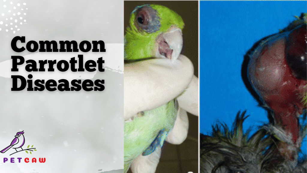 The 5 Most Common Parrotlet Diseases and How to Treat Them