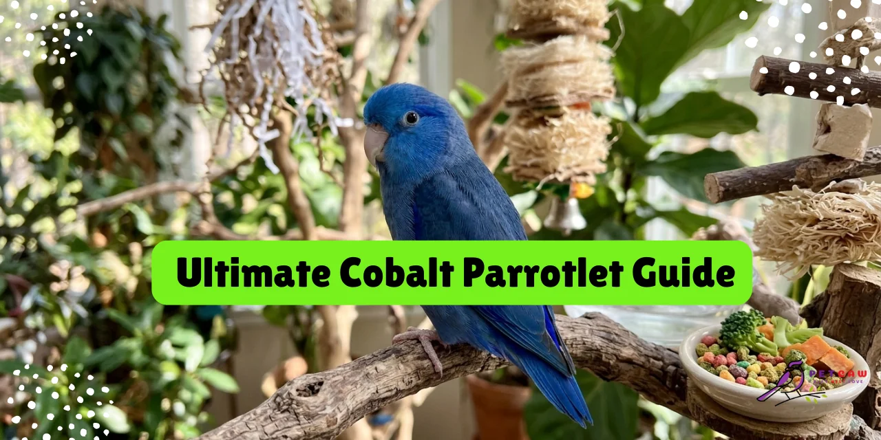 Ultimate Cobalt Parrotlet Guide